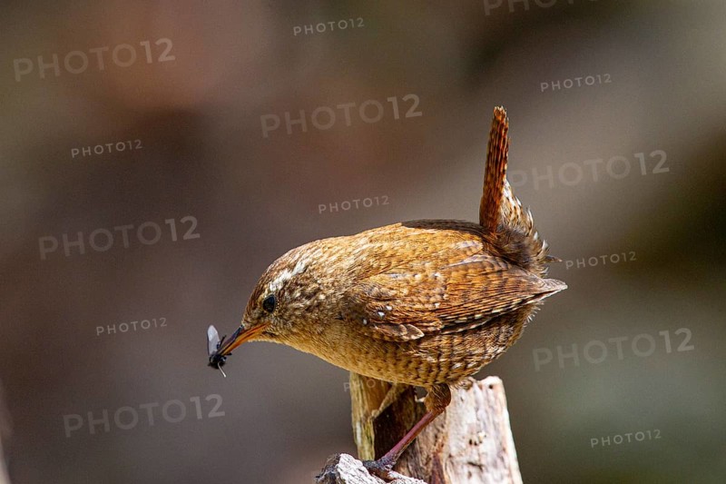 Wren (troglodytes troglodytes) Germany
