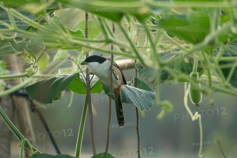 A long-tailed shrike or rufous-backed shrike (Lanius schach), Sreepur, Gazipur, Bangladesh