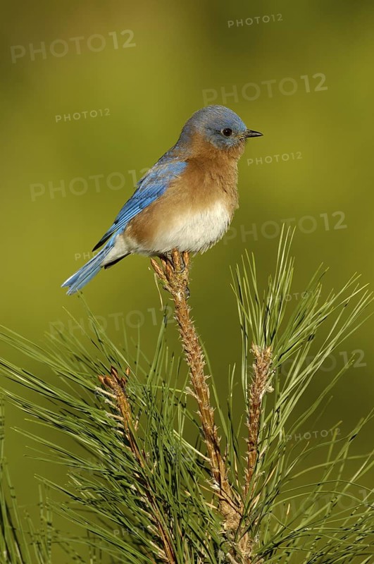 Eastern Bluebird (Sialia sialis), Texas, USA