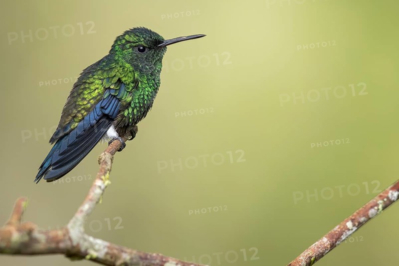 Steely-vented Hummingbird (Amazilia saucerrottei) perched on a branch in Colombia, South America