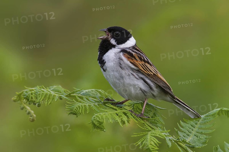 Common Reed Bunting (Emberiza schoeniclus) male singing, Greater London, United Kingdom