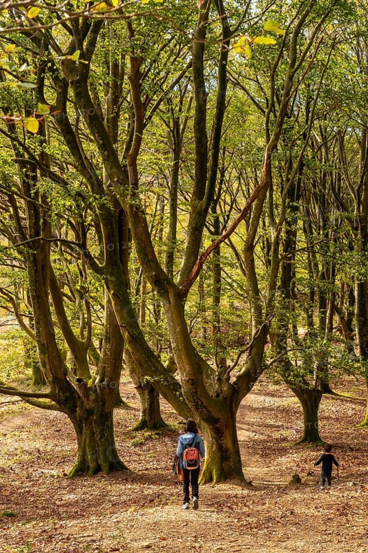 Mother and son in the beech forest on the Urdaburu mountain in Errenteria at sunset, Gipuzkoa. Basque Country