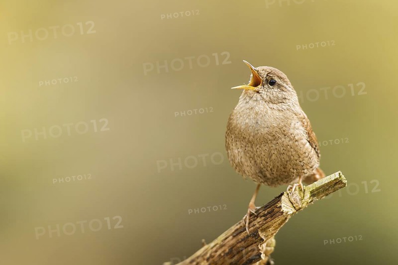 Eurasian Wren (Troglodytes troglodytes) singing, Bavaria, Germany