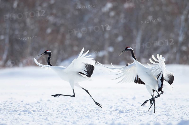 Red-crowned Crane (Grus japonensis), Hokkaido, Japan