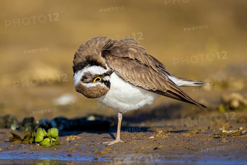 Little Ringed Plover (Charadrius dubius) preening, North Rhine-Westphalia, Germany