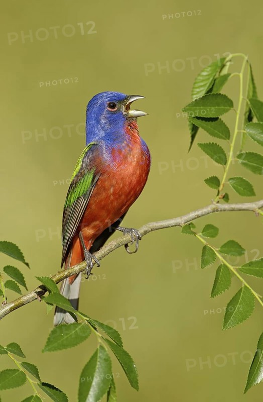 Painted Bunting (Passerina ciris) male singing, Texas, USA