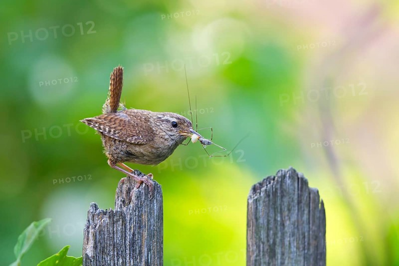 Eurasian Wren (Troglodytes troglodytes) with food in beak, Bavaria, Germany