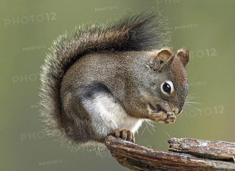 North American Red Squirrel (Tamiasciurus hudsonicus) sitting on wood pile feeding, British Columbia, Canada