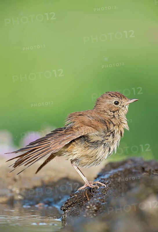 Common Nightingale (Luscinia megarhynchos) drying at waterhole, Aosta Valley, Italy