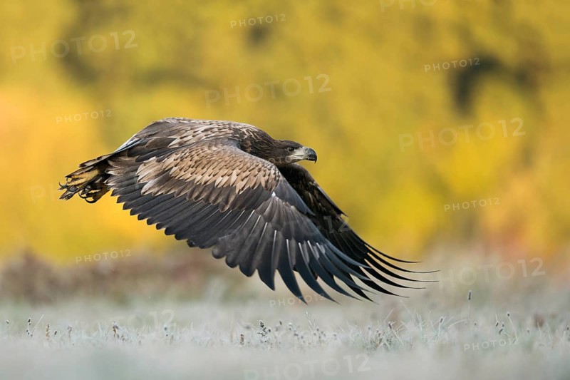 White-tailed Eagle (Haliaeetus albicilla) juvenile flying, Poland