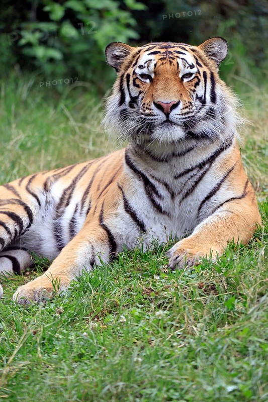 Siberian tiger (Panthera tigris altaica), adult, alert, in the grass, portrait