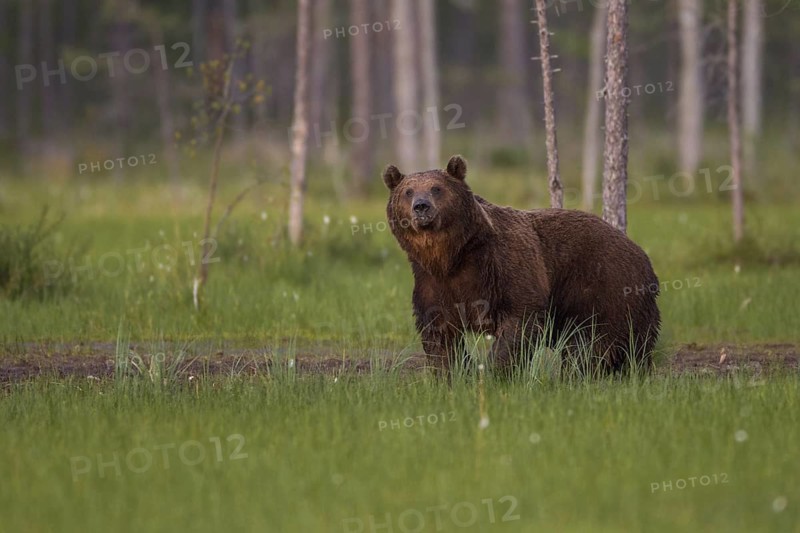 Eurasian Brown Bear (Ursus arctos), Kuhmo, Finland