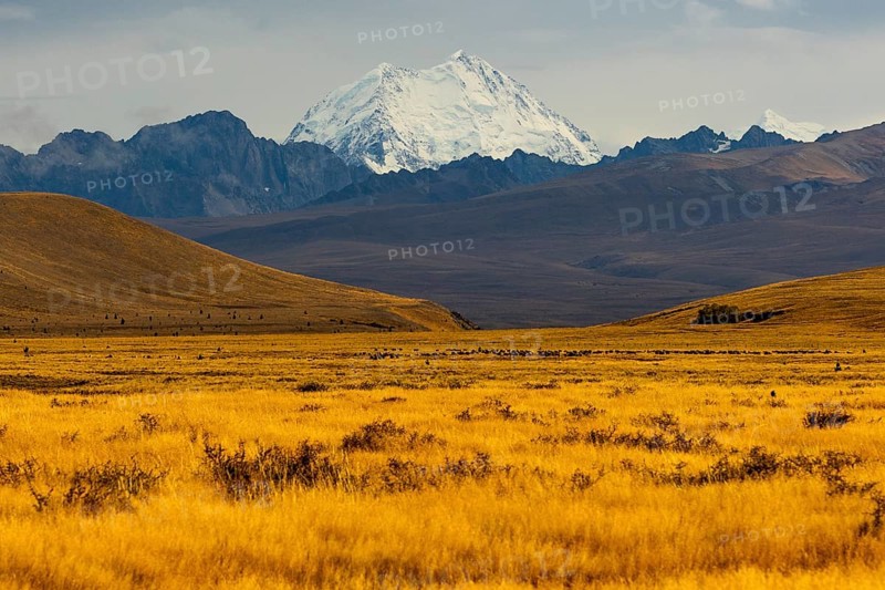 Breathtaking Mount Cook surrounded by golden fields in the Canterbury region of New Zealand, offering a stunning blend of natural beauty