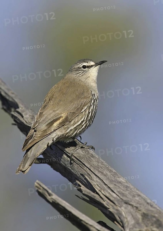 White-browed Treecreeper (Climacteris affinis), Queensland, Australia