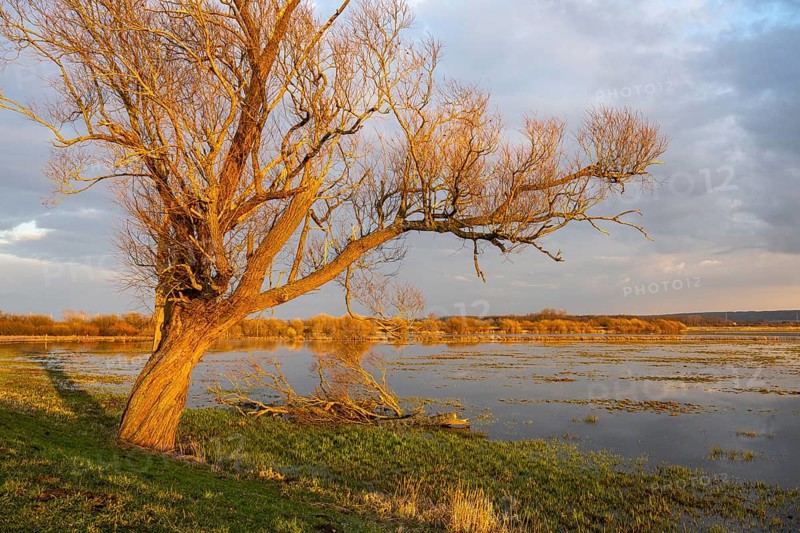 Tree on the Hunte at sunset in Ochsenmoor at Dümmer See, Hüde, Lower Saxony, Germany