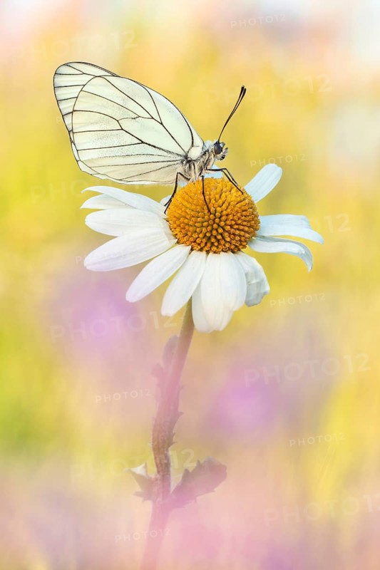 Ein Baumweissling (Aporia crataegi) mit weissen teils transparenten Flügeln und den dunkel gezeichneten Flügeladern