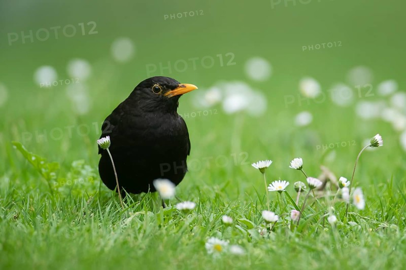 Eurasian blackbird (Turdus merula) adult male garden bird on a grass lawn with daisy flowers in summer, Suffolk, England, United Kingdom