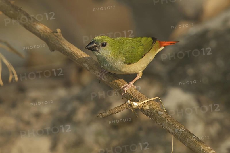 Pin-tailed Parrotfinch (Erythrura prasina) female, Doi Chaing Dao, Thailand