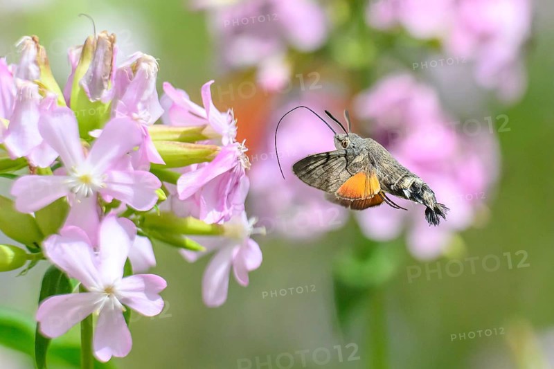 A dove tail (Macroglossum stellatarum) flies near pink flowers of soapwort (Saponaria officinalis) in a lively and spring-like environment, Dümmerniederung, Diepholzer Moorniederung, Lower Saxony, Germany