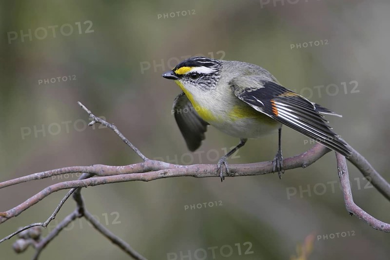 Striated Pardalote (Pardalotus striatus substriatus), Victoria, Australia