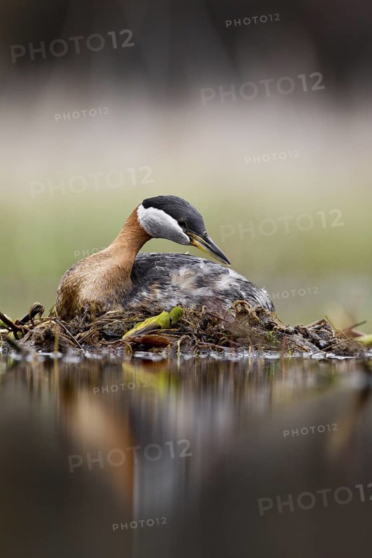 Red-necked Grebe (Podiceps grisegena) female, British Columbia, Canada