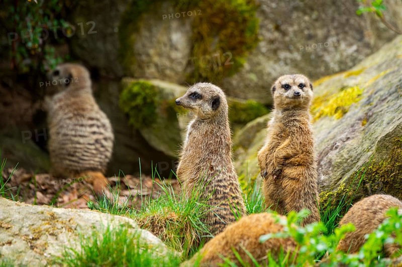 Meerkat (Suricata suricatta) standing between rocks looking around, curious, Germany