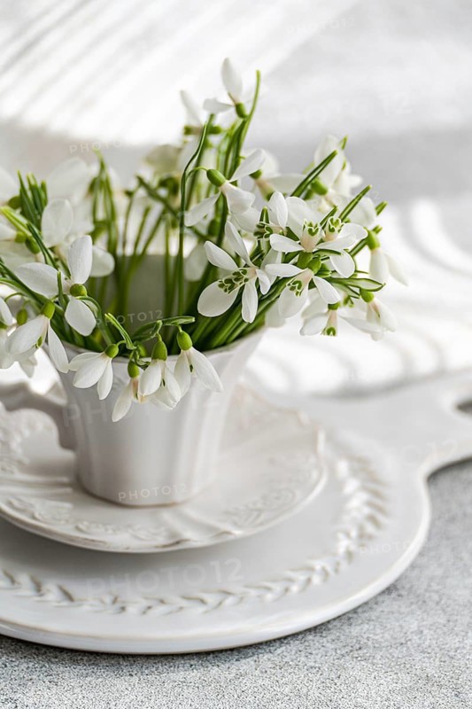 White snowdrops in a classical white teacup on a carved plate, offering a fresh and comforting hint of spring subtly infused into home decor