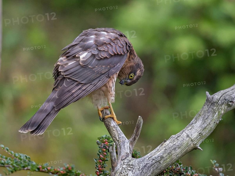 Eurasian Sparrowhawk (Accipiter nisus) female, Wales, United Kingdom