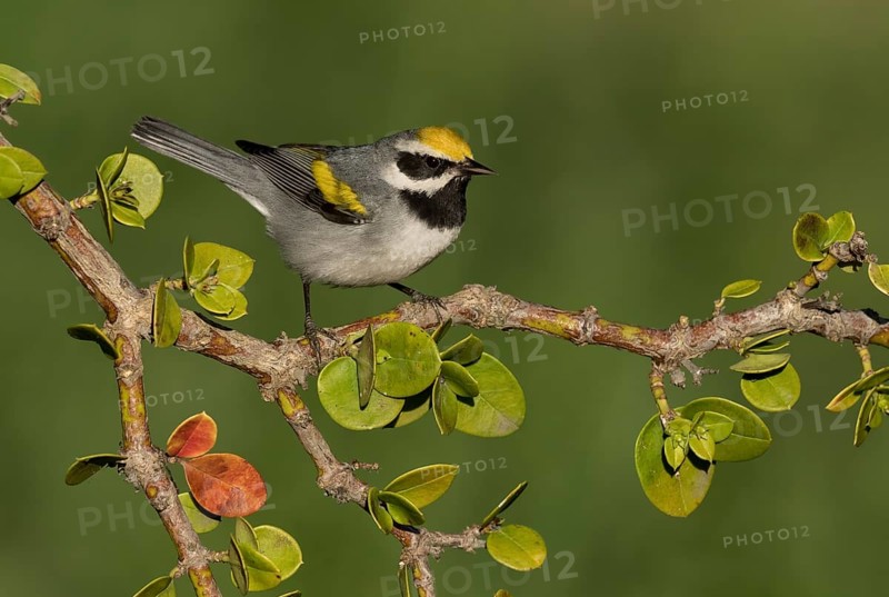 Golden-winged Warbler (Vermivora chrysoptera) male perched on a branch, Texas, USA