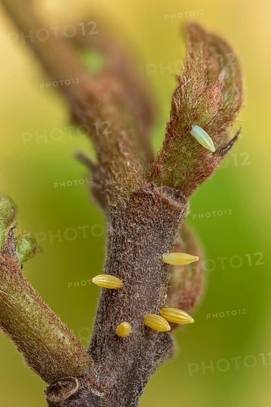 6 Eier vom Zitronenfalter (Gonepteryx rhamni) vom am Faulbaum (Rhamnus frangula)