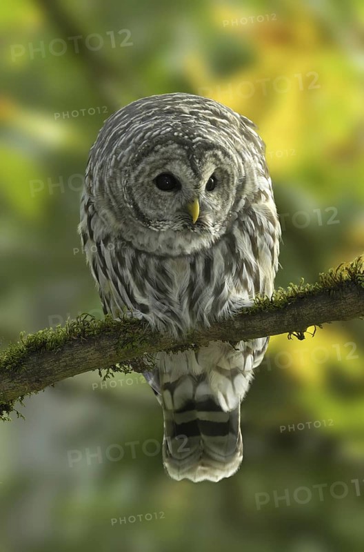 Barred Owl (Strix varia), British Columbia, Canada
