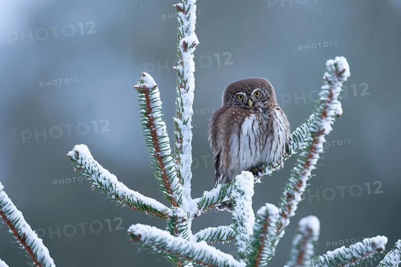 Eurasian Pygmy Owl (Glaucidium passerinum), Saxony, Germany