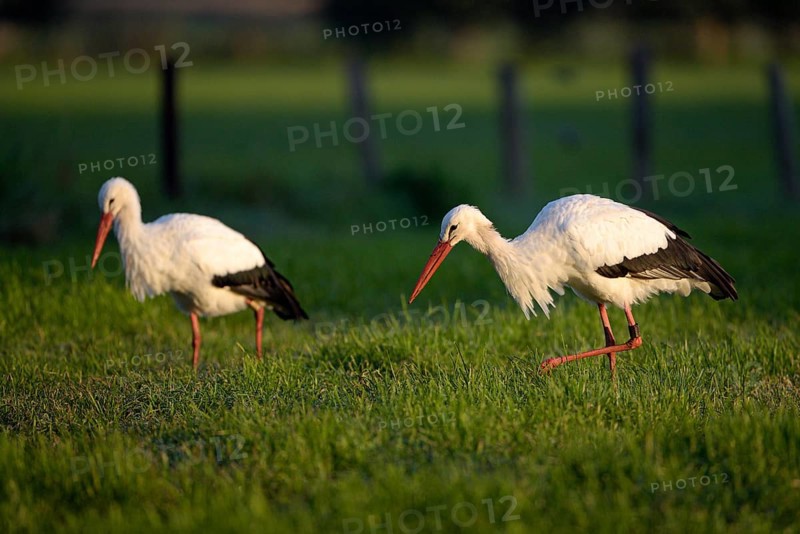 Weissstorch (Ciconia ciconia), White Stork, adultes Paar bei der Nahrungssuche, Oktober, NSG Dingdener Heide, Nordrhein-Westfalen, Deutschland