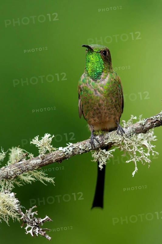 Black-tailed Trainbearer Hummingbird (Lesbia victoriae) perched on a branch in the mountains of Colombia, South America