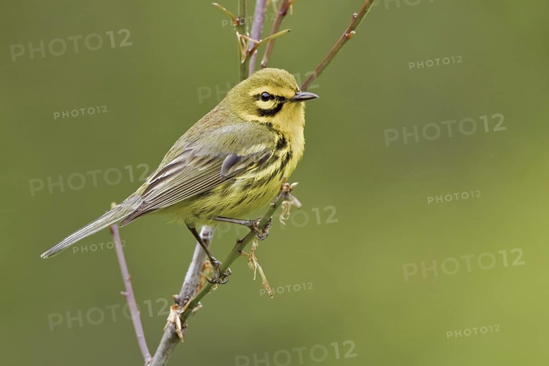 Prairie Warbler (Setophaga discolor) male, Ontario, Canada