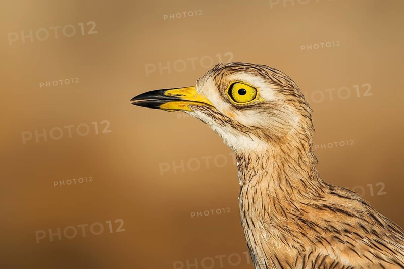 Eurasian Stone-curlew (Burhinus oedicnemus) juvenile, Eilat, Israel
