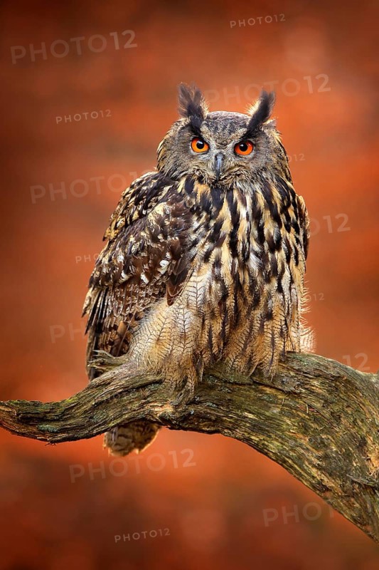 Eagle Owl, Bubo bubo, with open wings in flight, forest habitat in background, orange autumn trees. Wildlife scene from nature forest, Germany. Bird in fly, owl behaviour. Forest owl in fly