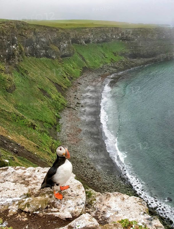 Atlantic Puffin (Fratercula arctica), Iceland