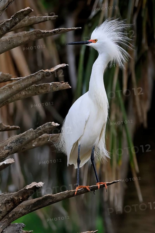 Great Egret (Egretta thula), adult, in breeding plumage, during breeding season, perch, St. Augustine, Florida, North America, USA