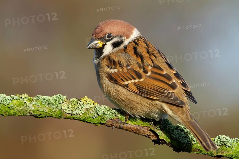 Eurasian Tree Sparrow (Passer montanus) perched on a branch, Lower Saxony, Germany