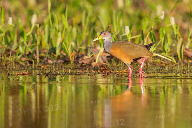 Gray-necked Wood-Rail (Aramides cajanea) feeding near a small pond in the Pantanal region of Brazil
