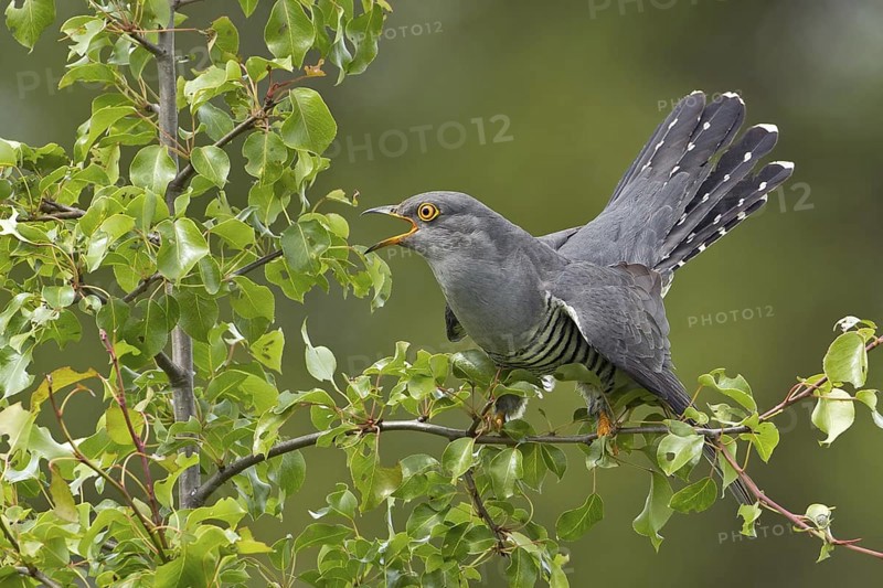 Common Cuckoo (Cuculus canorus) male calling, Saxony-Anhalt, Germany