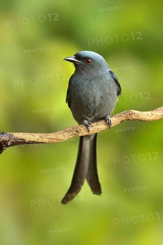 Ashy Drongo (Dicrurus leucophaeus), Yunnan, China