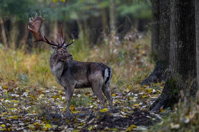 This fallow deer (Dama dama) has a severe swelling on the bridge of the nose, probably caused during a fight, rut, mating season, deer rut, autumn, October, Germany