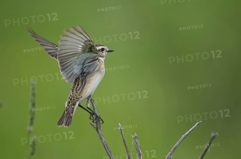 Whinchat (Saxicola rubetra), Czech Republic