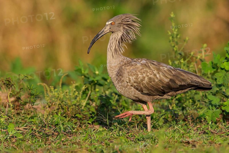 Plumbeous Ibis (Theristicus caerulescens) feeding in a wetland area in the Pantanal region of Brazil