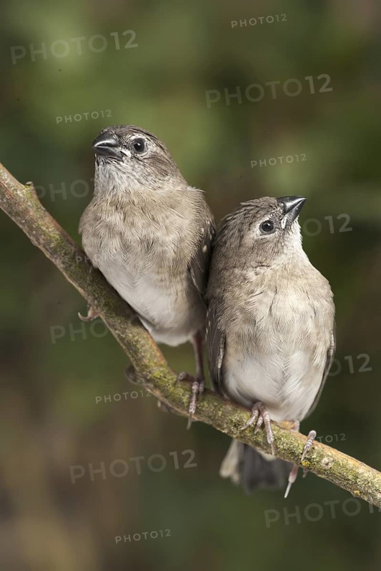 Plum-headed Finch (Neochmia modesta) juvenile