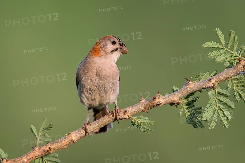 Schuppenkopfweber (Sporopipes frontalis) perched on a branch, Uganda