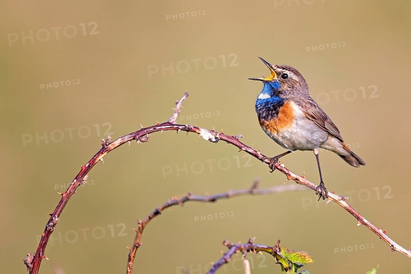 Bluethroat (Luscinia svecica cyanecula) male singing from a twig, Texel, Netherlands
