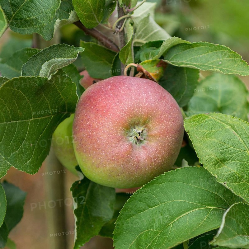 Apple (Malus domestica 'Rheinischer Winterrambur'), Merkel family, Germany